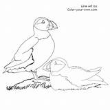Coloring Puffin Puffins Pages Color Drawings Colouring Own Line Kids Bird Index 500px 44kb Easy sketch template