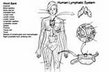 Coloring Anatomy Pages System Lymphatic Worksheet sketch template