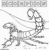 Scorpion Coloring Pages Print Desert Comments Colorings sketch template