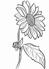 Sunflower Pages Girasol Sonnenblume Blumen Malvorlagen Sonnenblumen Worksheets Adult Sheets Dxf sketch template