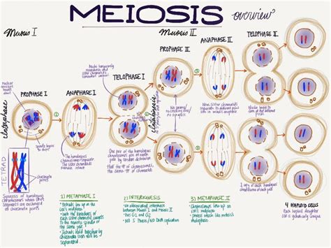 meiosis notes made with paper by fiftythree science note taking notes paper