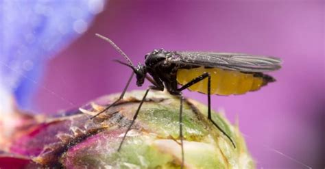 gnats  fruit flies  key differences   animals