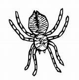 Spider Large Surfnetkids Coloring sketch template