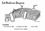 Membrane Cell sketch template