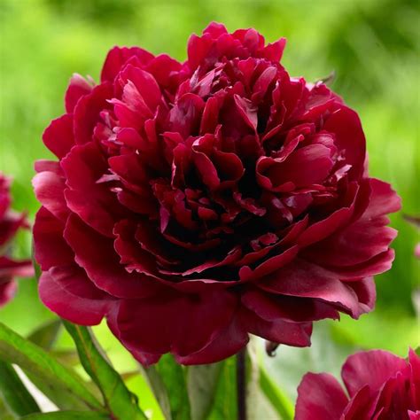 peony black beauty this dazzling deep red peony always attracts lots