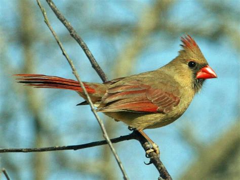 cardinalidae bird index cardinals  allies