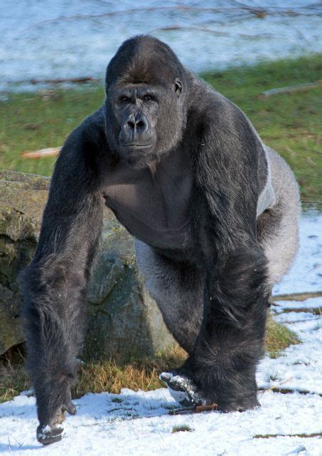 gorilla beekse bergen img gorilla animals wild animals beautiful