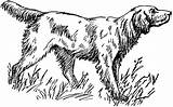 Setter Clipart English Irish Dog Etc Hunting Clipground Dogs Tiff Resolution Usf Edu Large sketch template