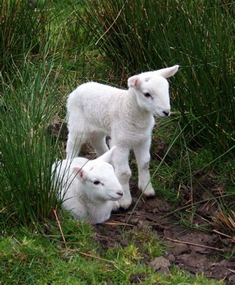 images  lambs sheep  pinterest wool raising  farms