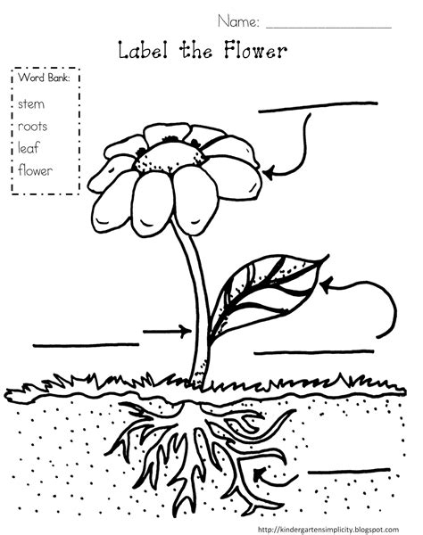 plants parts colouring pages