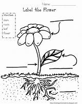 Parts Plant Plants Pages Coloring Worksheet Kids Label Flower Kindergarten Printable Colouring Color sketch template