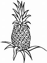 Pineapple Outline Drawing Clipart Coloring Plant Color Clipartmag Panda Advertisement Line sketch template