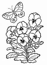 Pansy Coloring sketch template