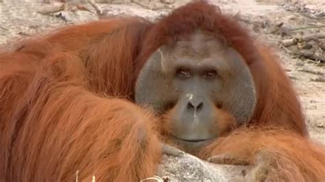 hercules  orangutan learn  climb orangutan diary bbc