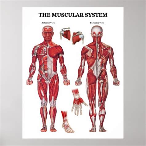 anatomy poster zazzlecom