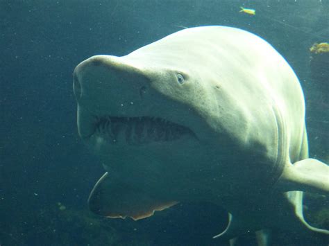 bull shark face  stock photo public domain pictures
