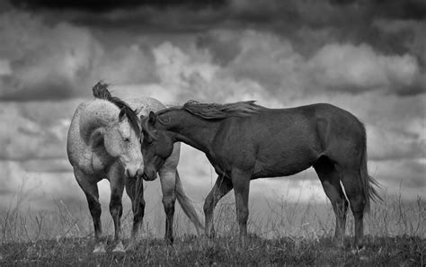 ФотоТелеграф Пост восхищения лошадьми