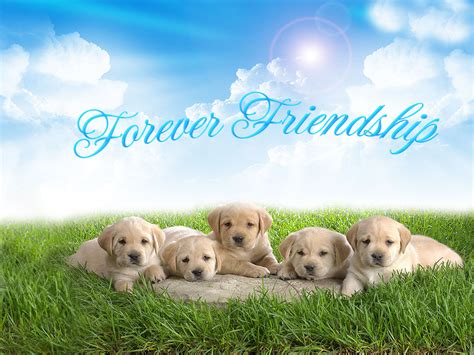 friendship day wallpapersfriendship day picscute wallpapers