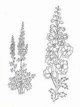 Delphinium Larkspur Tattoos Gladiolus sketch template