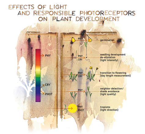 het effect van het lichtspectrum op de ontwikkeling van planten canna