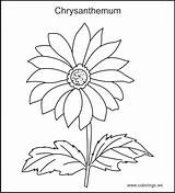 Chrysanthemum Coloring Pages Flower Henkes Kevin Drawing Colouring Color Getdrawings Getcolorings Alege Panou sketch template