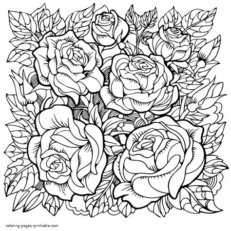 rose flower coloring pages  grown