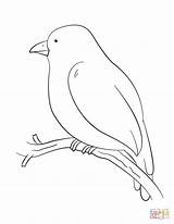 Bird Coloring Tree Branch Pages Perching Canary Drawing Printable Birds Color Print sketch template