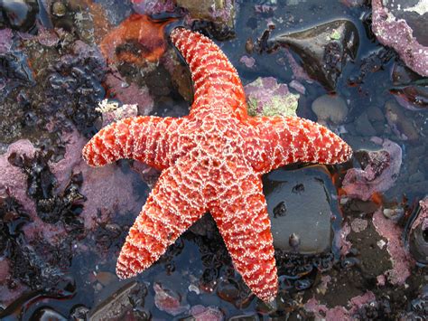 starfish pictures freaking news