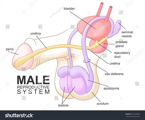 male reproductive system cartoon stock illustration