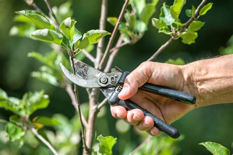 5 Useful Tips And Tricks To Use For Tree Pruning In Melbourne Webfarmer
