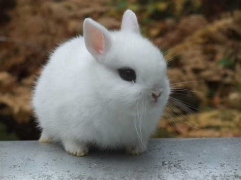 review of netherland dwarf rabbit mammal 4373