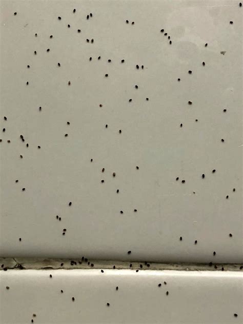 tiny black bugs in the kitchen thriftyfun