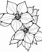 Flores Risco Riscos Para Salvo Página Desenhos Wordpress sketch template