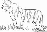 Tiger Grass Coloring Walking Pages Coloringpages101 sketch template