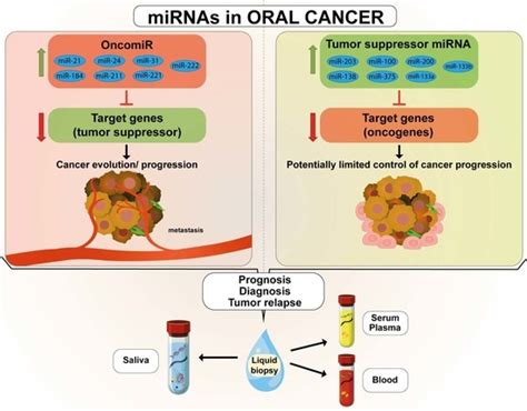 genes free full text the connection between micrornas and oral