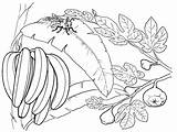Mewarnai Banane Bananas Kartun Pisang Kumpulan Bananowiec Colorat Racimo Watermelon Fructe Supercoloring Desene Pokok Banano Bananier Bananes Diwarnai Tokopedia Exotice sketch template