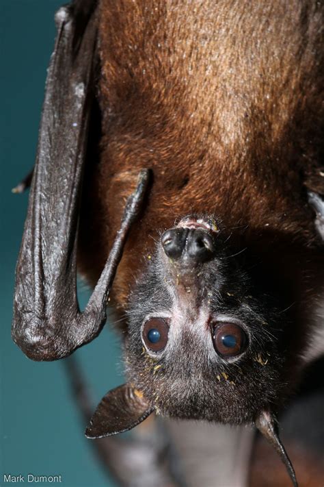 animals fruit bat science  nature