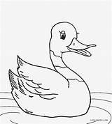 Duck Coloring Pages Printable Cute Cool2bkids Kids Realistic Rubber Baby Drawing Color Duckie Mallard Getcolorings Print Getdrawings Pag sketch template
