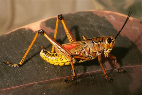 species identification   identify  locust grasshopper  florida usa