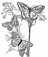 Coloring Pages Butterflies Flowers Butterfly Popular sketch template