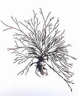 Algae Red Drawing Osu Getdrawings Seaweeds Meet Branched Finely sketch template