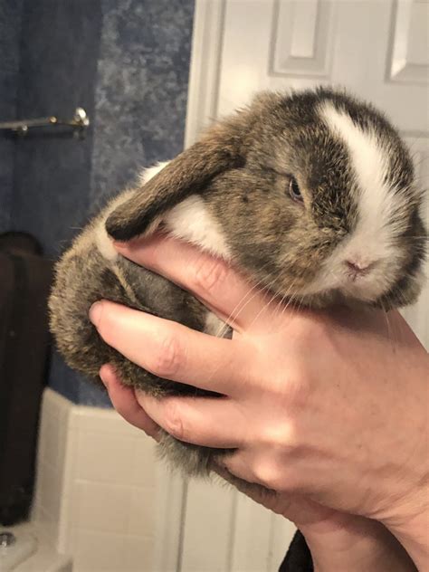 holland lop rabbits for sale frenchmans creek drive triangle nc 323973
