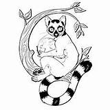 Lemur Coloring Tailed Ring Indri Getcolorings Designlooter 76kb 230px sketch template