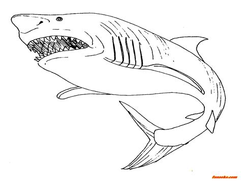megalodon coloring pages  print   gambrco