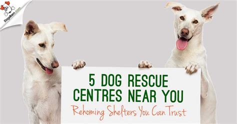 dog rescue centres   rehoming shelters  uk cities
