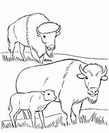 Coloring Pages Bison Wild Animal Parks Yellowstone National Park Animals Printables Family Buffalo Usa Monuments Plain Plains Great Printable Grazing sketch template