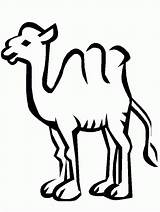 Kameel Kamelen Kamel Animasi Unta Malvorlagen Kamele Chameau Colorare Coloriages Dieren Cammelli Mewarnai 1693 Malvorlage Bergerak Ausmalbilder Cammello Camello Hewan sketch template