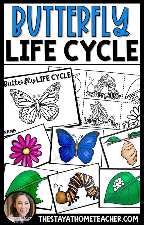 butterfly life cycle butterfly life cycle preschool science