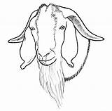 Goat Boer Drawing Pygmy Drawings Paintingvalley sketch template