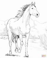 Arabian Shagya Kolorowanki Araber Kolorowanka Pferde Paint раскраска Kleurplaat лошадь Målarbok Kategorien sketch template